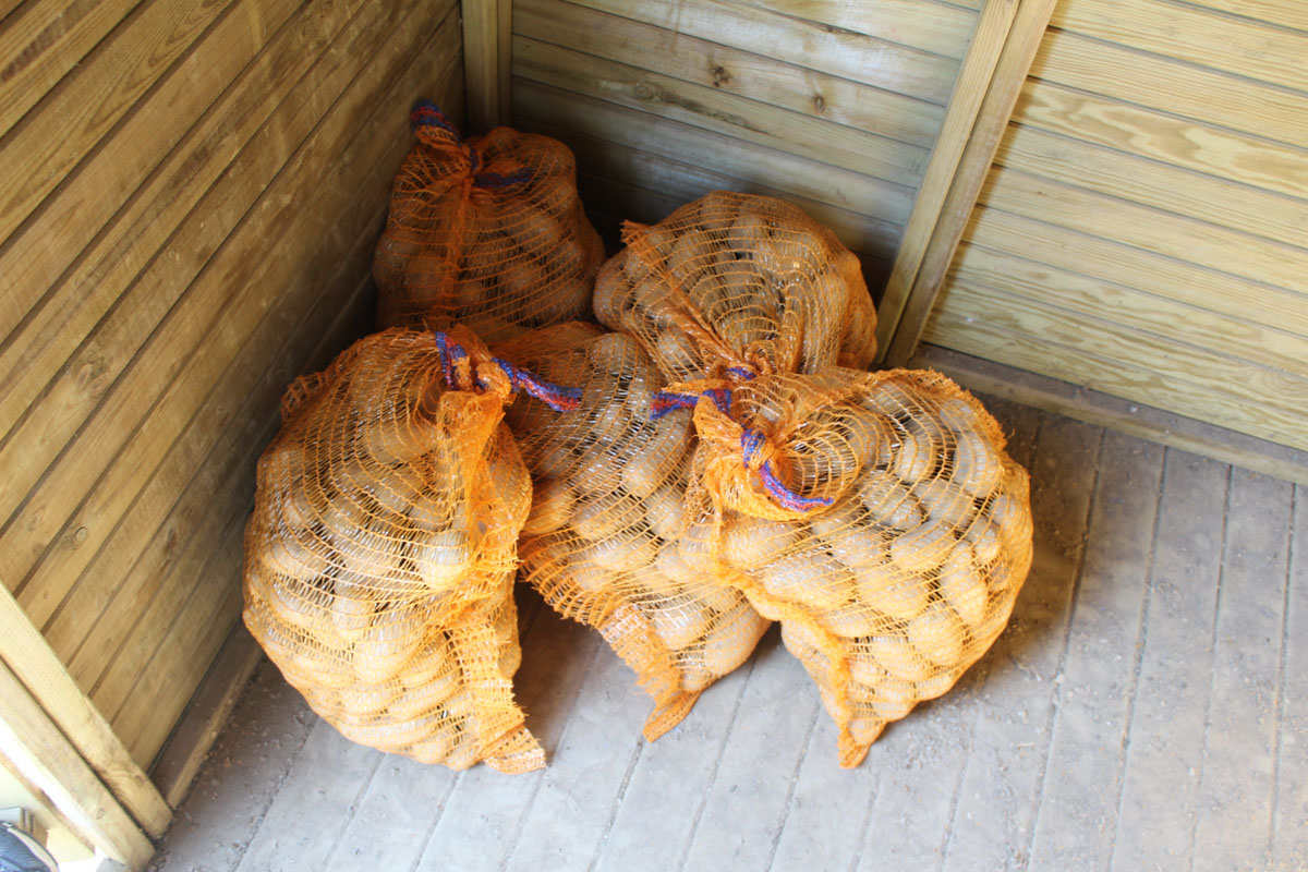 Erntefrische Kartoffeln aus der Region Perl-Borg